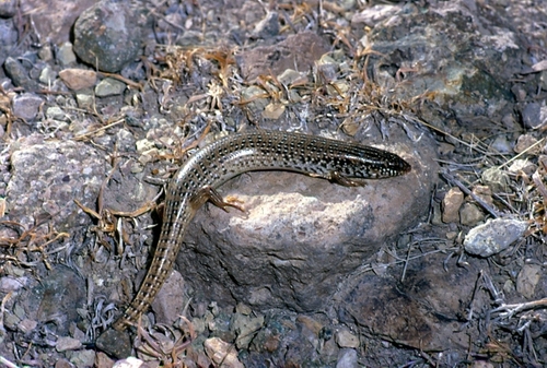 Ocellated Bronze Skink