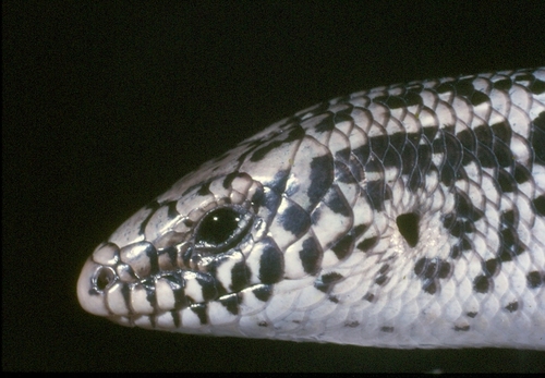 Ocellated Bronze Skink