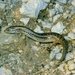 Chalcides ocellatus tiligugu - Photo (c) Roberto Sindaco, some rights reserved (CC BY-NC-SA), uploaded by Roberto Sindaco