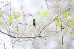 Parus monticolus