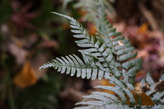 Dryopteris erythrosora