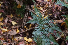 Dryopteris erythrosora