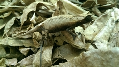 Brookesia brygooi