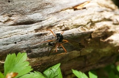 Tanyptera dorsalis
