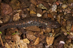 Desmognathus kanawha