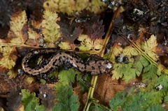 Plethodon welleri
