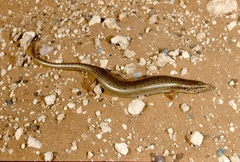 Chalcides ocellatus