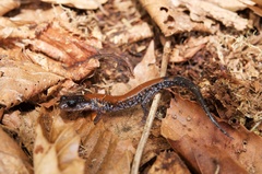 Plethodon yonahlossee