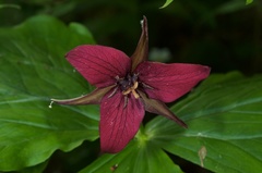 Trillium