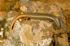 Chalcides lanzai