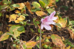 Rhododendron macrosepalum
