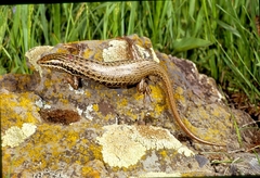 Heremites septemtaeniatus