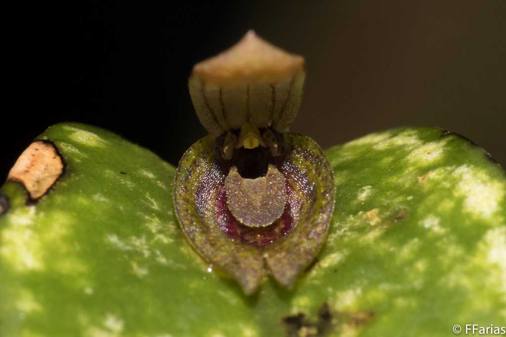 Acianthera saundersiana