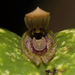 Acianthera saundersiana - Photo (c) Fernando Farias, some rights reserved (CC BY-NC), uploaded by Fernando Farias