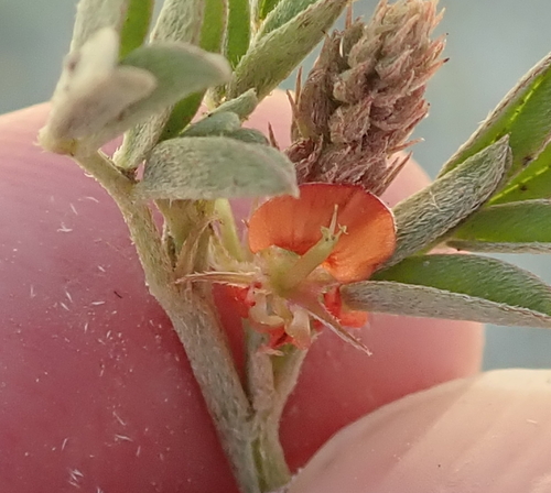 Image of Indigofera torulosa by no rights reserved