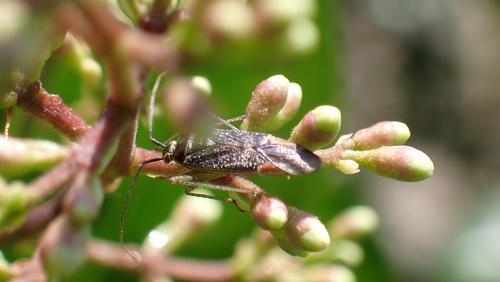 trivial plant bug, Nieuwegein, Nederland, photo 2 of 10