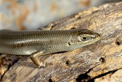 Heremites vittatus