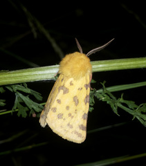 Diacrisia purpurata