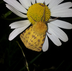 Diacrisia purpurata