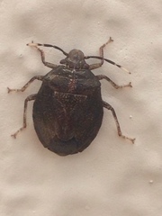 Antiteuchus tripterus