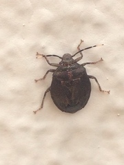 Antiteuchus tripterus