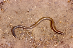 Greek Snake Skink photo 3