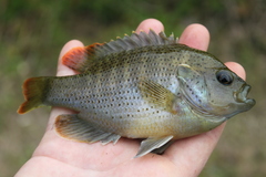 Lepomis punctatus