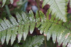 Dryopteris erythrosora