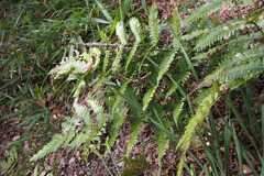 Dryopteris erythrosora