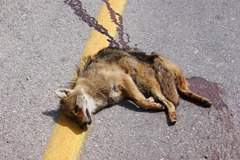 Canis aureus syriacus