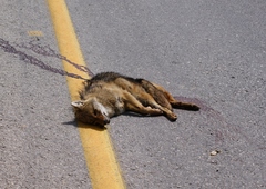 Canis aureus syriacus