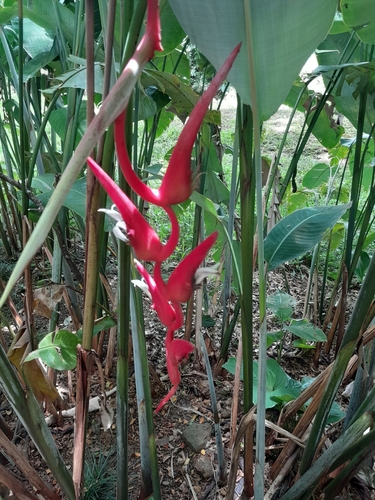 Heliconia pendula observed 2023-06-03