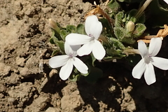 Dyschoriste burchellii