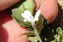 Dyschoriste burchellii