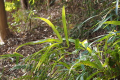 Pteris cretica