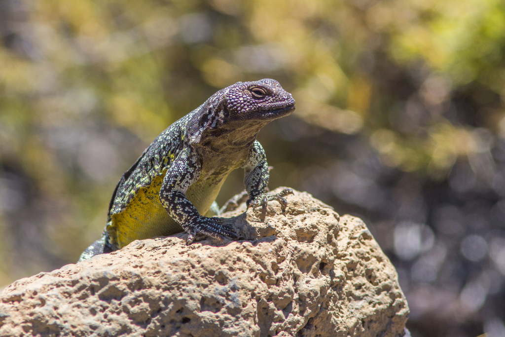 South American Chuckwallas