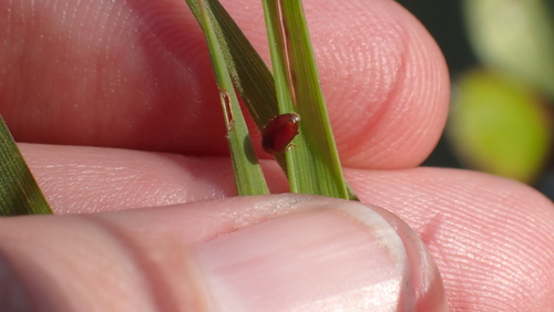 Red Marsh Ladybird, Nieuwegein, Nederland, photo 8 of 10
