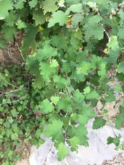 Ambrosia cordifolia