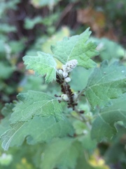 Ambrosia cordifolia