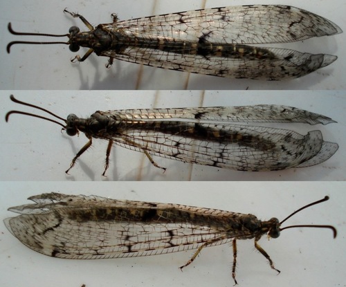 Four-spotted antlion