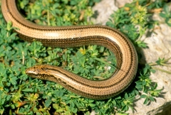 Italian Slow Worm photo 5