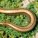 Italian Slowworm - Photo (c) Roberto Sindaco, some rights reserved (CC BY-NC-SA), uploaded by Roberto Sindaco