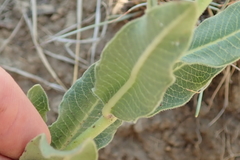 Pachycarpus dealbatus