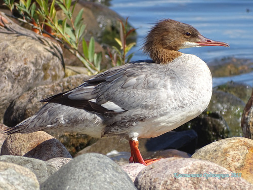 Common Merganser, photo 6 of 10