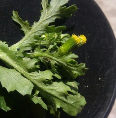 Senecio vulgaris