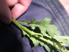 Senecio vulgaris
