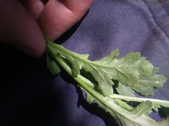 Senecio vulgaris