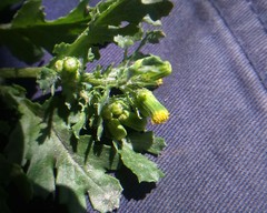 Senecio vulgaris
