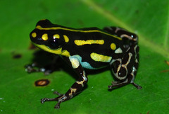 Tahuayo Poison Frog photo 2