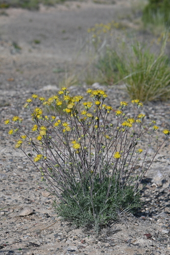 Hymenopappus filifolius var. megacephalus